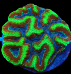 Lobophyllia valenciennesi (Premium) (L) pb 202