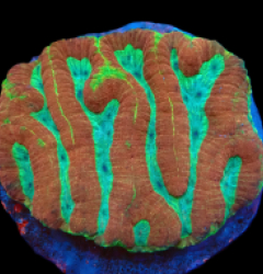 Lobophyllia valenciennesi (Premium) (L) pb 626