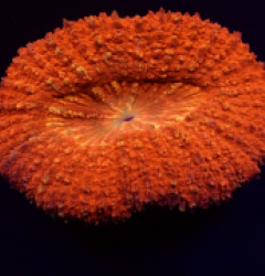 Lobophyllia vitiensis (Orange-Red) pb 228