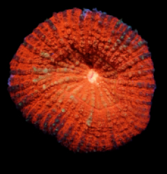 Lobophyllia vitiensis (Orange)