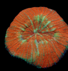 Lobophyllia vitiensis (Ultra) pb 501