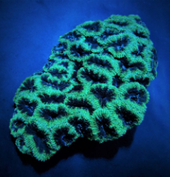 Acanthastrea lordhowensis (Green)