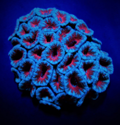 Acanthastrea lordhowensis (Red)