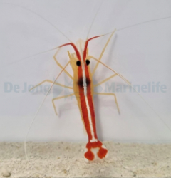 Lysmata amboinensis (Mixed)