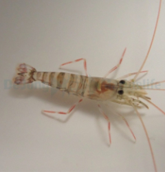 Lysmata kuekenthali - T.B.