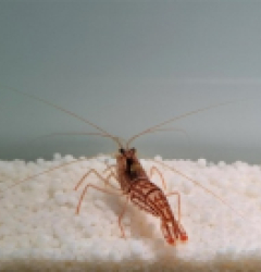 Lysmata vittata - T.B.