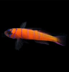 Lythrypnus dalli (Temperate water)