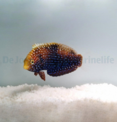 Macropharyngodon cyanoguttatus