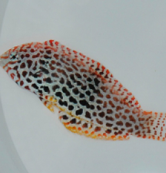 Macropharyngodon meleagris (female)