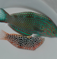 Macropharyngodon meleagris (male)