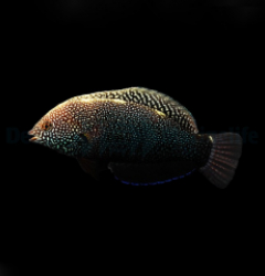 Macropharyngodon negrosensis