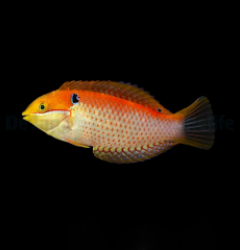 Macropharyngodon vivienae