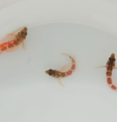 Malacoctenus triangulatus