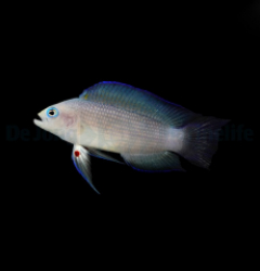 Manonichthys alleni