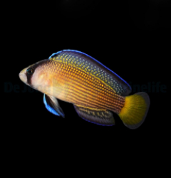 Manonichthys splendens