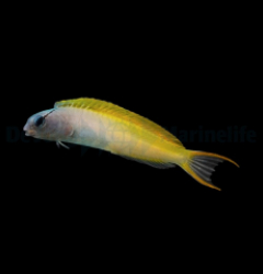 Meiacanthus atrodorsalis - T.B.