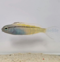 Meiacanthus nigrolineatus (Red Sea)