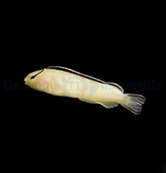 Meiacanthus smithi - T.B.