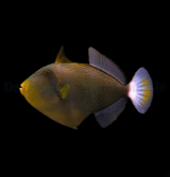Melichthys vidua