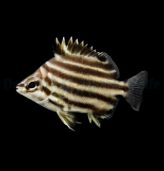 Microcanthus strigatus