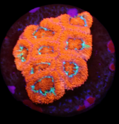 Micromussa amakusensis (Super Red) (DJM frag) o 013