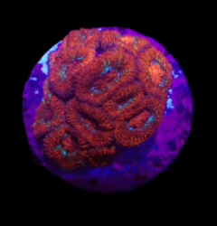 Micromussa amakusensis (Super Red) (DJM frag) o 061