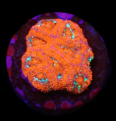 Micromussa amakusensis (Super Red) (DJM frag) o 124