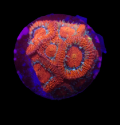 Micromussa amakusensis (Super Red) (DJM frag) o 153