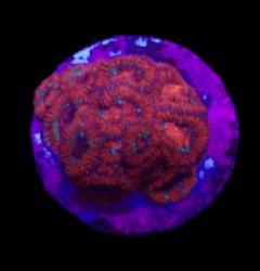 Micromussa amakusensis (Super Red) (DJM frag) o 154
