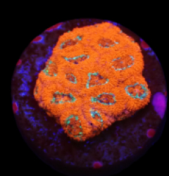 Micromussa amakusensis (Super Red) (DJM frag) o 210