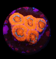 Micromussa amakusensis (Super Red) (DJM frag) o 288