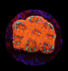 Micromussa amakusensis (Super Red) (DJM frag) o 314