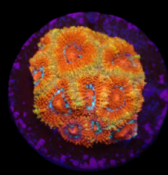 Micromussa amakusensis (Super Red) (DJM frag) o 361