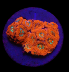 Micromussa amakusensis (Super Red) (DJM frag) o 384