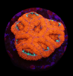 Micromussa amakusensis (Super Red) (DJM frag) o 641