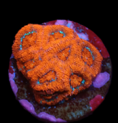 Micromussa amakusensis (Super Red) (DJM frag) pb 132