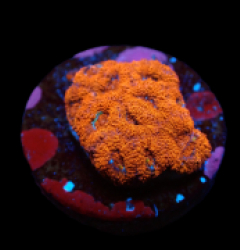 Micromussa amakusensis (Super Red) (DJM frag) pb 390