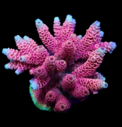 Acropora millepora (Red-Pink)