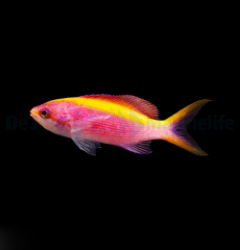 Mirolabrichthys tuka (female)