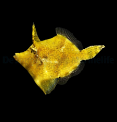 Monacanthus chinensis