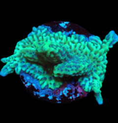 Montipora capitata (Green) (DJM Grown) pb 624