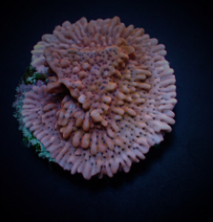 Montipora danae (Colored polyp) (frag)