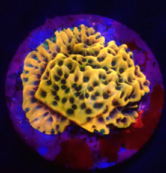 Montipora danae (Crazy T) (DJM Grown) o 170