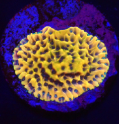 Montipora danae (Crazy T) (DJM Grown) o 171