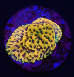 Montipora danae (Crazy T) (DJM Grown) o 304