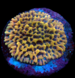 Montipora danae (Crazy T) (DJM Grown) pb 521