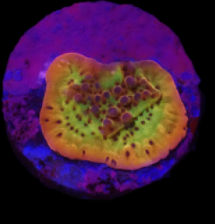 Montipora danae (Flaming Phoenix) (DJM frag) o 123
