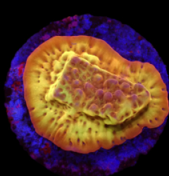 Montipora danae (Flaming Phoenix) (DJM frag) o 184