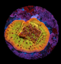 Montipora danae (Flaming Phoenix) (DJM frag) pb 249
