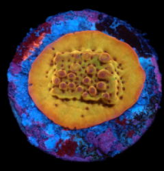 Montipora danae (Flaming Phoenix) (DJM frag) pb 328